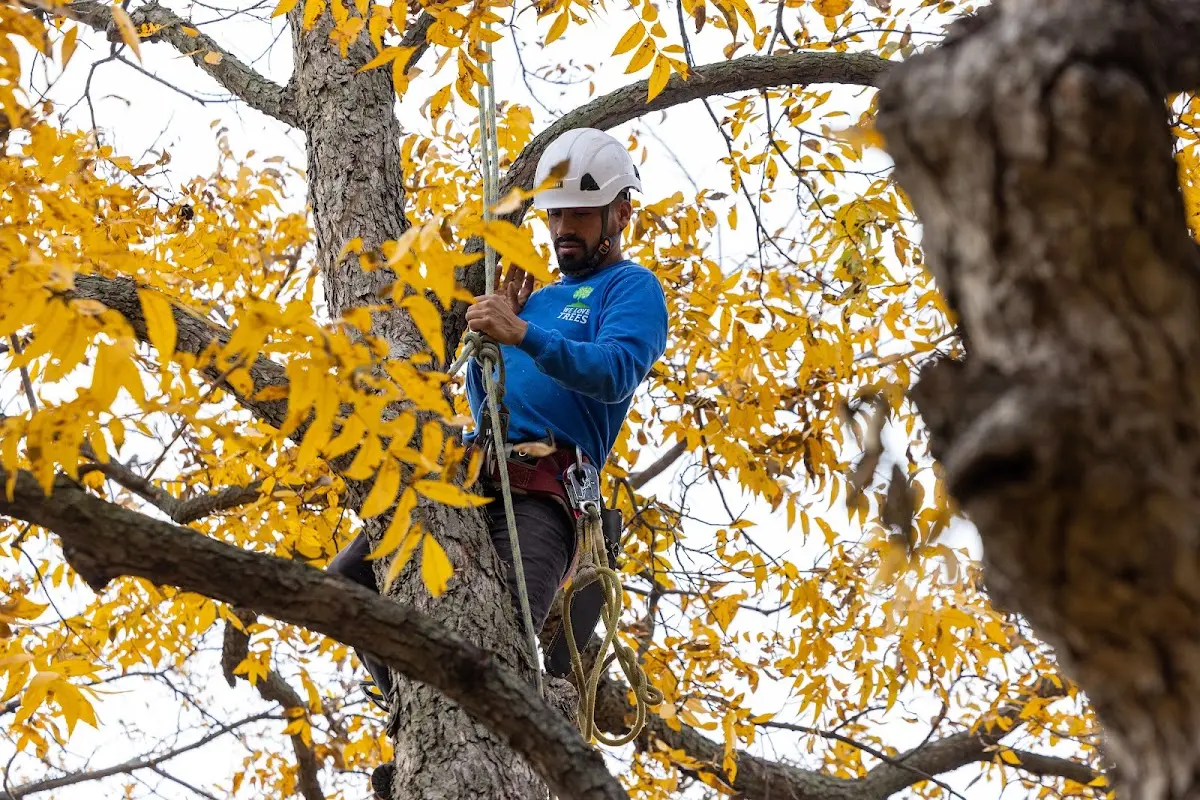 Skilled Tree Trimming crew working in Tatum