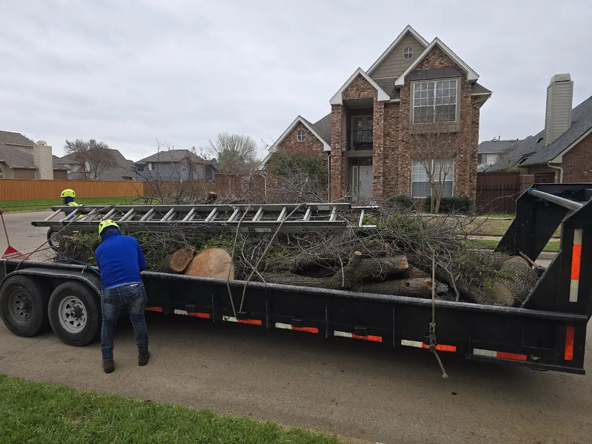 Expert Tree Pest Control with proper safety equipment in Tatum